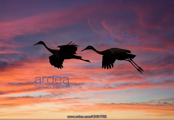 : USA, New Mexico. Bosque Del Apache National Wildlife : USA, New Mexico. Bosque Del Apache National Wildlife