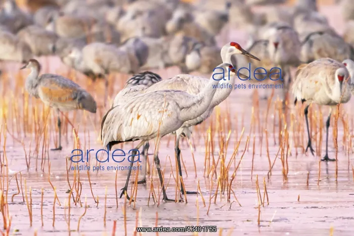 : USA, New Mexico, Bosque Del Apache National Wildlife : USA, New Mexico, Bosque Del Apache National Wildlife