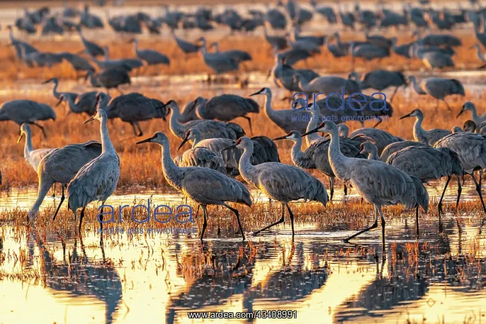 : USA, New Mexico, Bosque Del Apache National Wildlife : USA, New Mexico, Bosque Del Apache National Wildlife