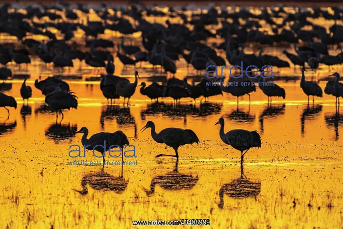: USA, New Mexico, Bosque Del Apache National Wildlife : USA, New Mexico, Bosque Del Apache National Wildlife