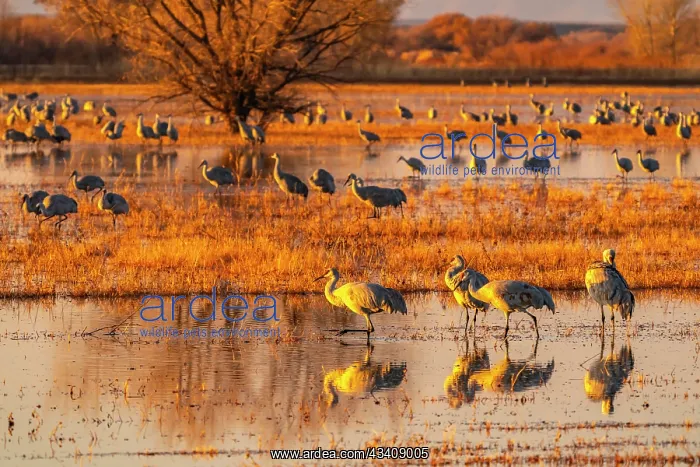: USA, New Mexico, Bosque Del Apache National Wildlife : USA, New Mexico, Bosque Del Apache National Wildlife