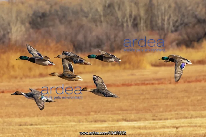 : USA, New Mexico, Bosque del Apache National Wildlife : USA, New Mexico, Bosque del Apache National Wildlife