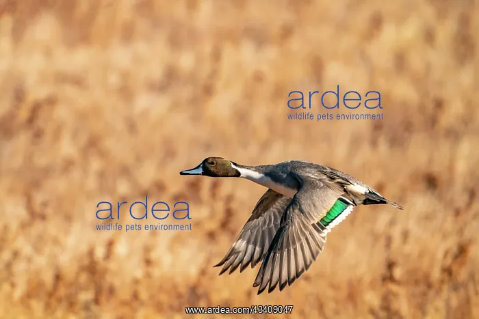 : USA, New Mexico, Bosque del Apache National Wildlife : USA, New Mexico, Bosque del Apache National Wildlife