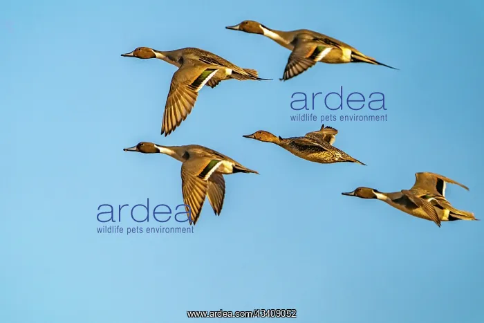 : USA, New Mexico, Bosque del Apache National Wildlife : USA, New Mexico, Bosque del Apache National Wildlife
