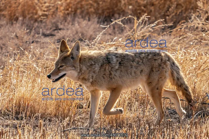 : USA, New Mexico, Bosque Del Apache National Wildlife Refuge : USA, New Mexico, Bosque Del Apache National Wildlife Refuge