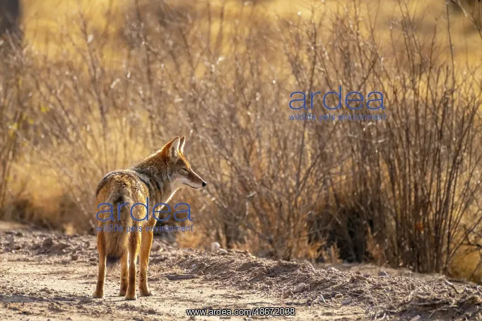 : USA, New Mexico, Bosque Del Apache National Wildlife Refuge : USA, New Mexico, Bosque Del Apache National Wildlife Refuge