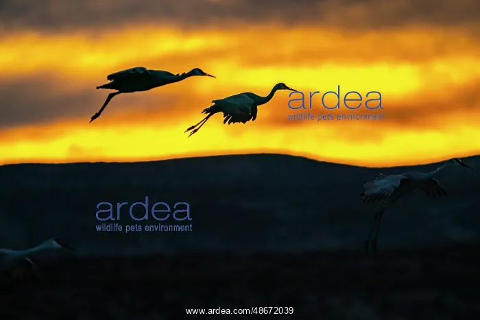 : USA, New Mexico, Bosque Del Apache National Wildlife Refuge : USA, New Mexico, Bosque Del Apache National Wildlife Refuge