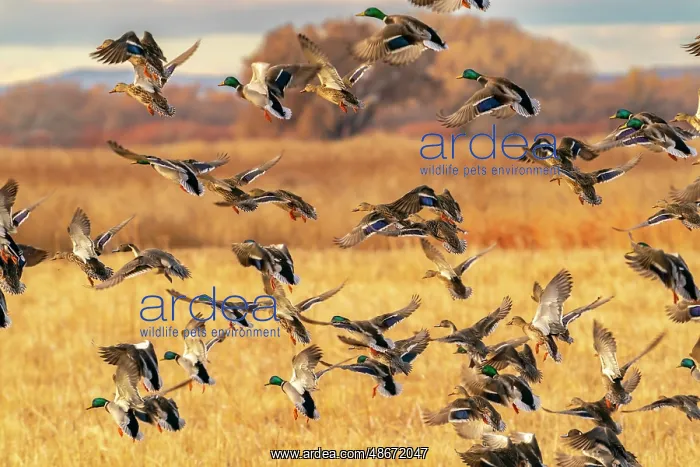 : USA, New Mexico, Bosque Del Apache National Wildlife Refuge : USA, New Mexico, Bosque Del Apache National Wildlife Refuge