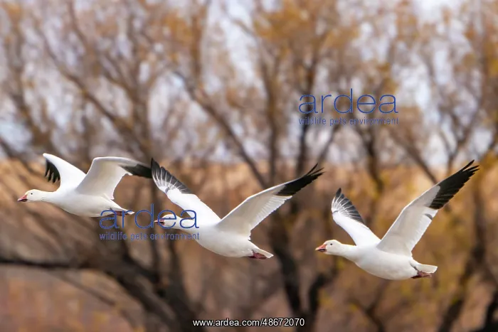 : USA, New Mexico, Bosque Del Apache National Wildlife Refuge : USA, New Mexico, Bosque Del Apache National Wildlife Refuge