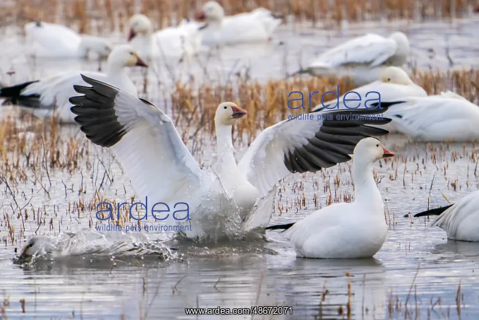: USA, New Mexico, Bosque Del Apache National Wildlife Refuge : USA, New Mexico, Bosque Del Apache National Wildlife Refuge