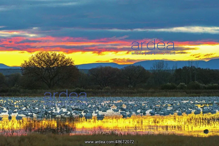 : USA, New Mexico, Bosque Del Apache National Wildlife Refuge : USA, New Mexico, Bosque Del Apache National Wildlife Refuge