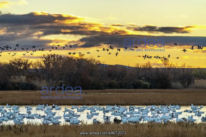 : USA, New Mexico, Bosque Del Apache National Wildlife Refuge : USA, New Mexico, Bosque Del Apache National Wildlife Refuge