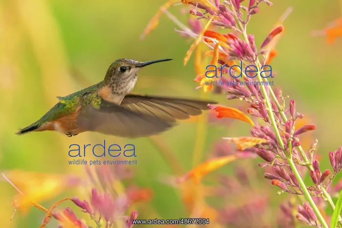 : USA, New Mexico. Broad-tailed hummingbird feeding on flower : USA, New Mexico. Broad-tailed hummingbird feeding on flower