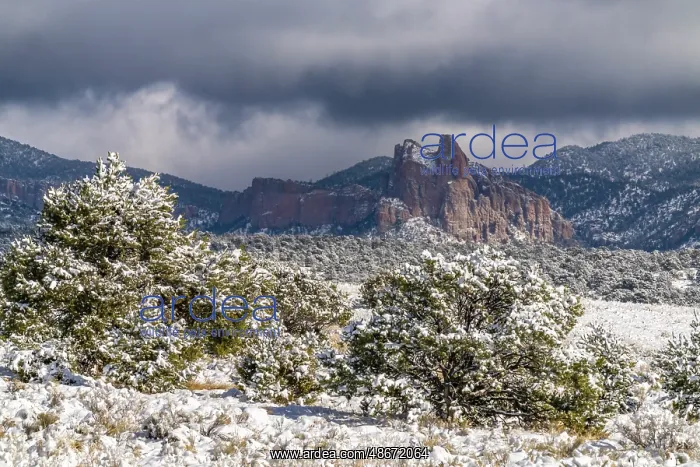 : USA, New Mexico, Cibola National Forest. Fresh snow on : USA, New Mexico, Cibola National Forest. Fresh snow on