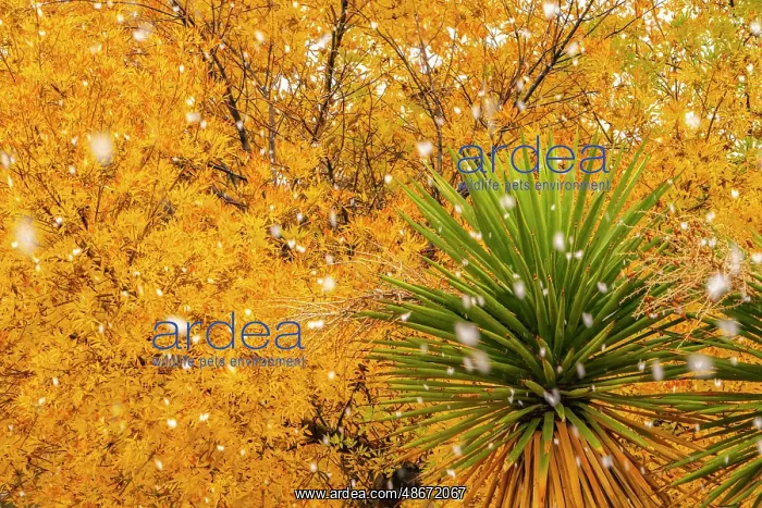  : USA, New Mexico. Falling snow and autumn leaves on tree and
