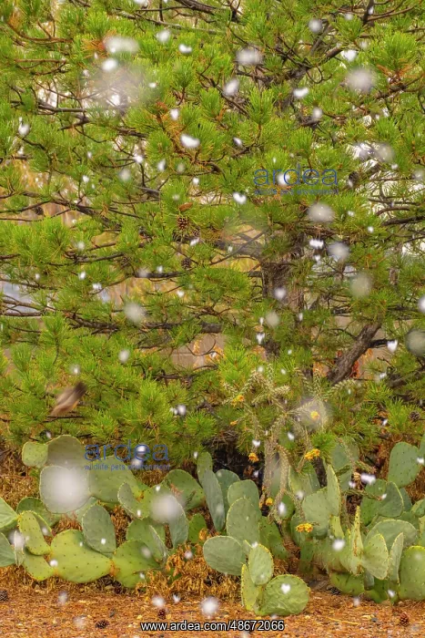 : USA, New Mexico. Falling snow on pine tree and cacti. ic Cat : USA, New Mexico. Falling snow on pine tree and cacti. ic Cat