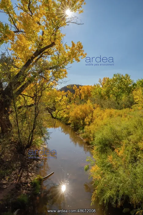 : USA, New Mexico, Jemez National Recreation Area. Sun : USA, New Mexico, Jemez National Recreation Area. Sun