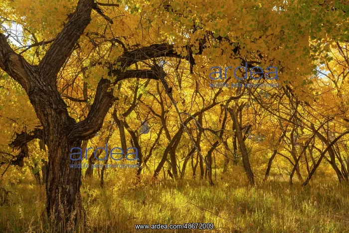 : USA, New Mexico, Jemez National Recreation Area. Cottonwood : USA, New Mexico, Jemez National Recreation Area. Cottonwood