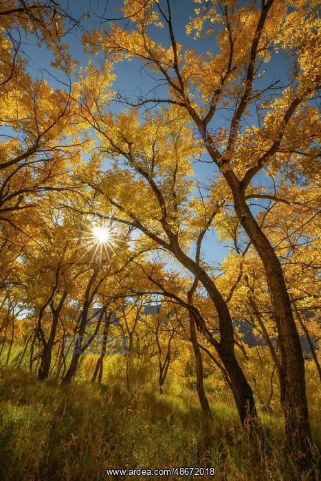 : USA, New Mexico, Jemez National Recreation Area. Sun star : USA, New Mexico, Jemez National Recreation Area. Sun star