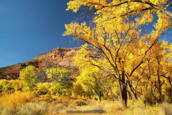 : USA, New Mexico, Jemez National Recreation Area. Cliff and : USA, New Mexico, Jemez National Recreation Area. Cliff and