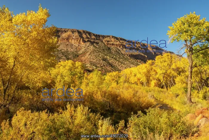 : USA, New Mexico, Jemez National Recreation Area. Cottonwood : USA, New Mexico, Jemez National Recreation Area. Cottonwood