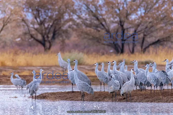 : USA, New Mexico, Ladd S. Gordon Waterfowl Complex. Sandhill : USA, New Mexico, Ladd S. Gordon Waterfowl Complex. Sandhill