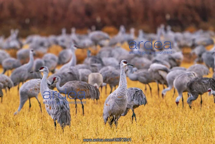 : USA, New Mexico, Ladd S. Gordon Waterfowl Complex. Sandhill : USA, New Mexico, Ladd S. Gordon Waterfowl Complex. Sandhill