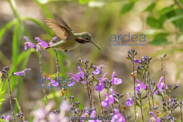 : USA, New Mexico. Male calliope hummingbird in flight. ic Cat : USA, New Mexico. Male calliope hummingbird in flight. ic Cat