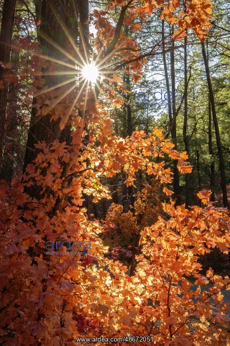 : USA, New Mexico, Manzano Mountains. Sunburst on autumn maple : USA, New Mexico, Manzano Mountains. Sunburst on autumn maple