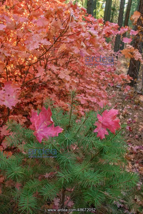 : USA, New Mexico, Manzano Mountains. Autumn maple and pine : USA, New Mexico, Manzano Mountains. Autumn maple and pine