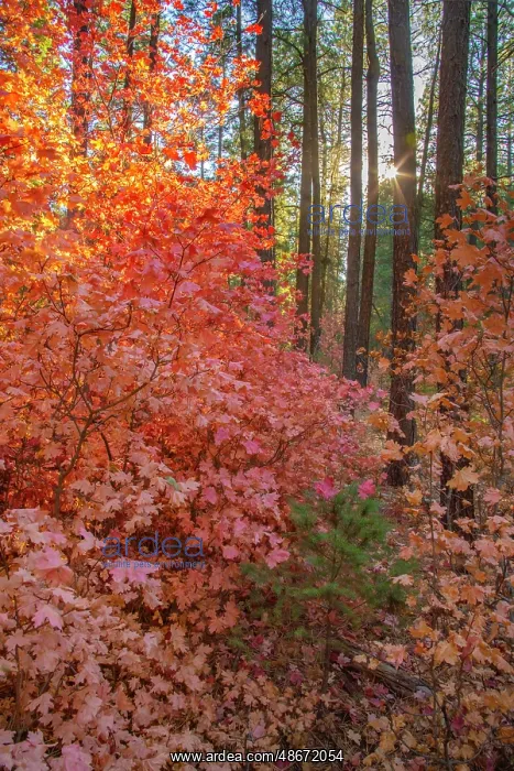 : USA, New Mexico, Manzano Mountains. Sunlight on autumn maple : USA, New Mexico, Manzano Mountains. Sunlight on autumn maple