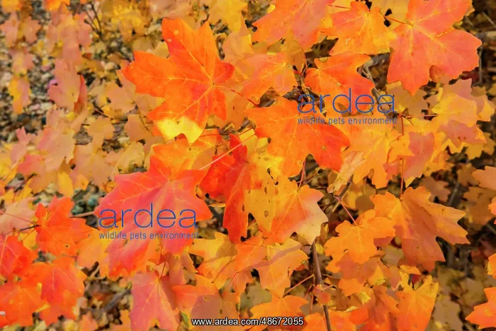 : USA, New Mexico, Manzano Mountains. Autumn foliage on maple : USA, New Mexico, Manzano Mountains. Autumn foliage on maple