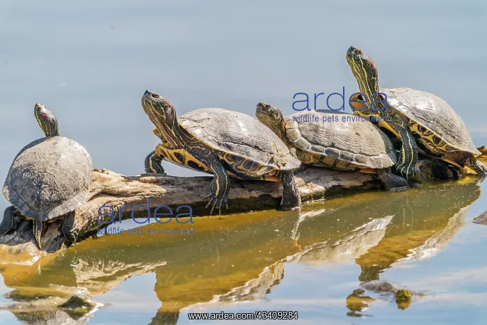 : USA, New Mexico, Rio Grande Nature Center State : USA, New Mexico, Rio Grande Nature Center State