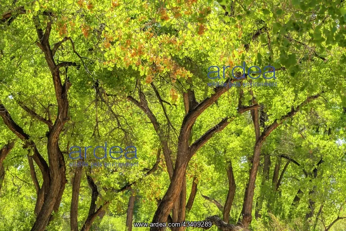 : USA, New Mexico, Rio Rancho Bosque. Cottonwood trees : USA, New Mexico, Rio Rancho Bosque. Cottonwood trees