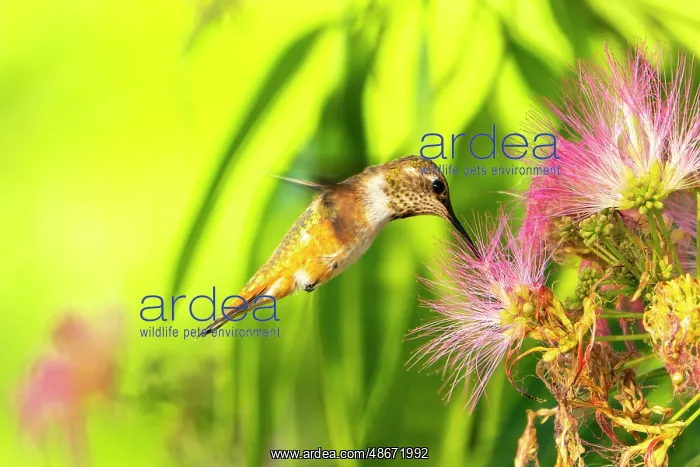 : USA, New Mexico. Rufous hummingbird feeding on flower : USA, New Mexico. Rufous hummingbird feeding on flower