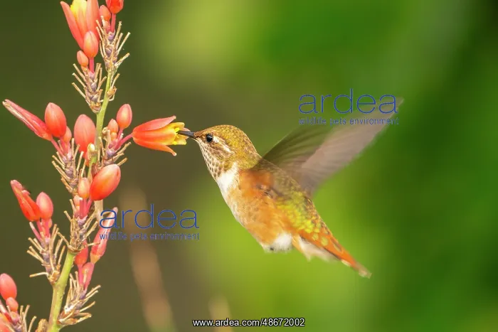 : USA, New Mexico. Rufous hummingbird feeding on flower : USA, New Mexico. Rufous hummingbird feeding on flower