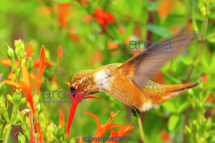 : USA, New Mexico. Rufous hummingbird feeding on flower : USA, New Mexico. Rufous hummingbird feeding on flower