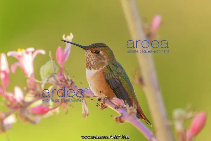: USA, New Mexico. Rufous hummingbird on limb. ic Cathy & Gord : USA, New Mexico. Rufous hummingbird on limb. ic Cathy & Gord