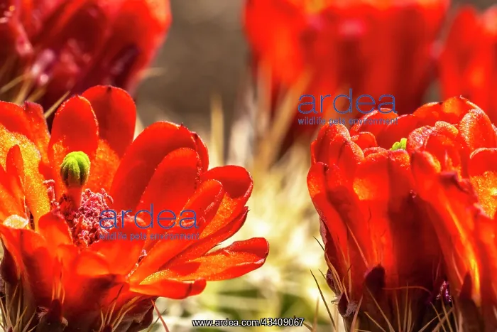 : USA, New Mexico, Sandia Mountains. Claret-cup cactus : USA, New Mexico, Sandia Mountains. Claret-cup cactus