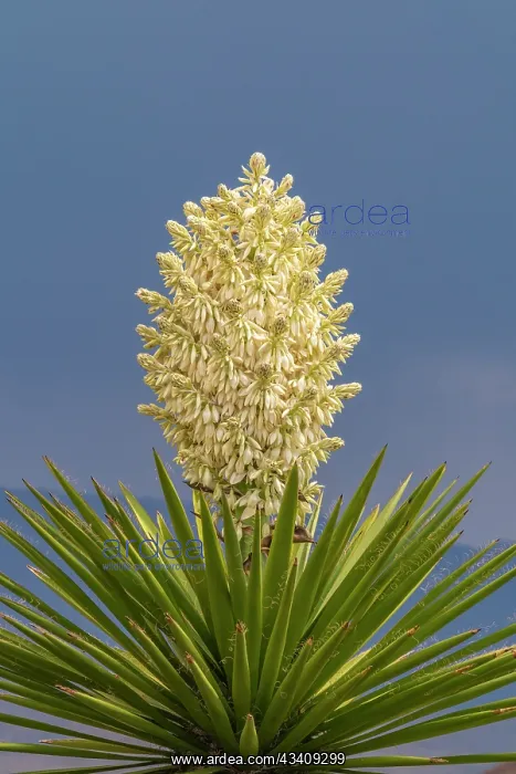: USA, New Mexico, Sandoval County. Yucca plant in bloom : USA, New Mexico, Sandoval County. Yucca plant in bloom