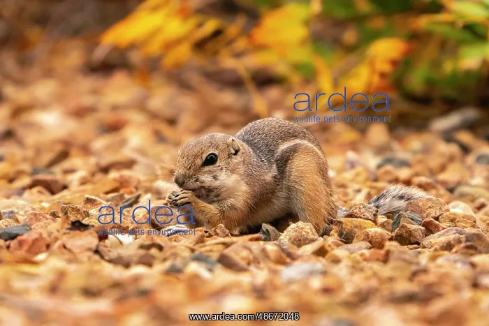 : USA, New Mexico, Sandoval County. Texas antelope ground : USA, New Mexico, Sandoval County. Texas antelope ground