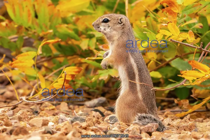 : USA, New Mexico, Sandoval County. Texas antelope ground : USA, New Mexico, Sandoval County. Texas antelope ground