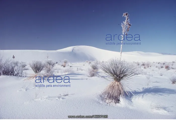 : USA, New Mexico - White Sands National Monument : USA, New Mexico - White Sands National Monument