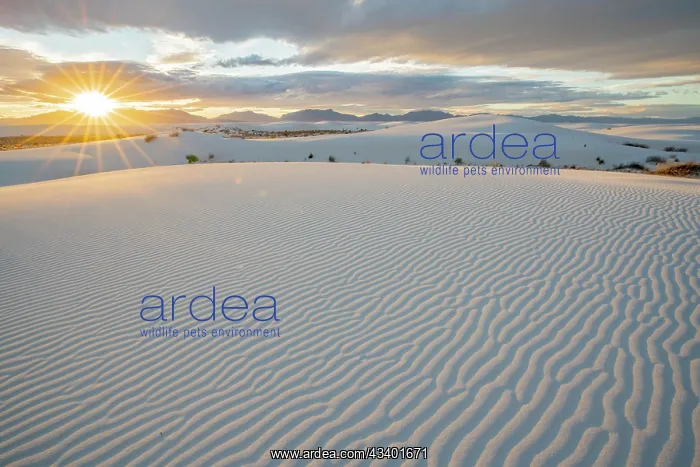 : USA, New Mexico, White Sands National Monument : USA, New Mexico, White Sands National Monument