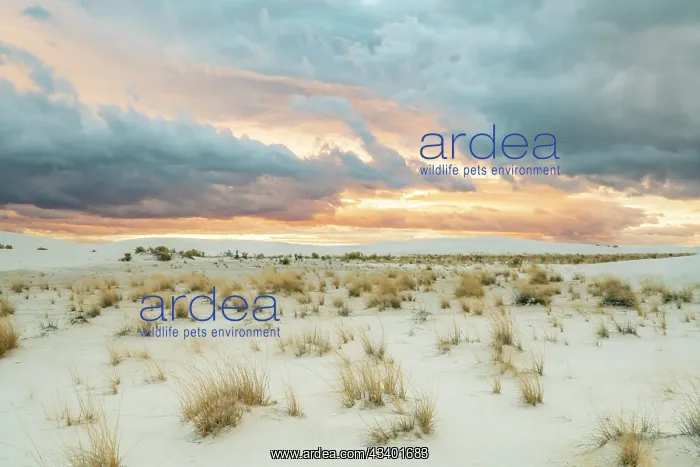 : USA, New Mexico, White Sands National Monument : USA, New Mexico, White Sands National Monument