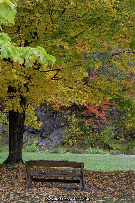 : USA, New York. Park bench in Taughannock Falls State Park : USA, New York. Park bench in Taughannock Falls State Park