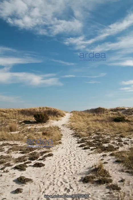 : USA, New York, Robert Moses State Park (Long : USA, New York, Robert Moses State Park (Long