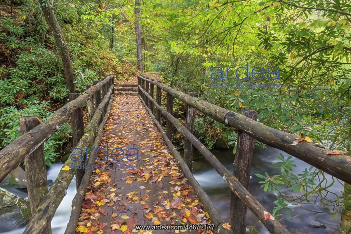 : USA, North Carolina, Joyce Kilmer Memorial Forest. Wooden : USA, North Carolina, Joyce Kilmer Memorial Forest. Wooden