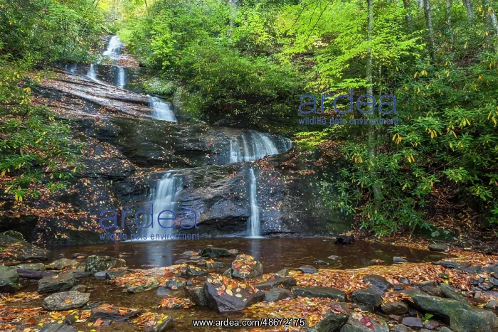 : USA, North Carolina, Pisgah National Forest. Landscape with : USA, North Carolina, Pisgah National Forest. Landscape with