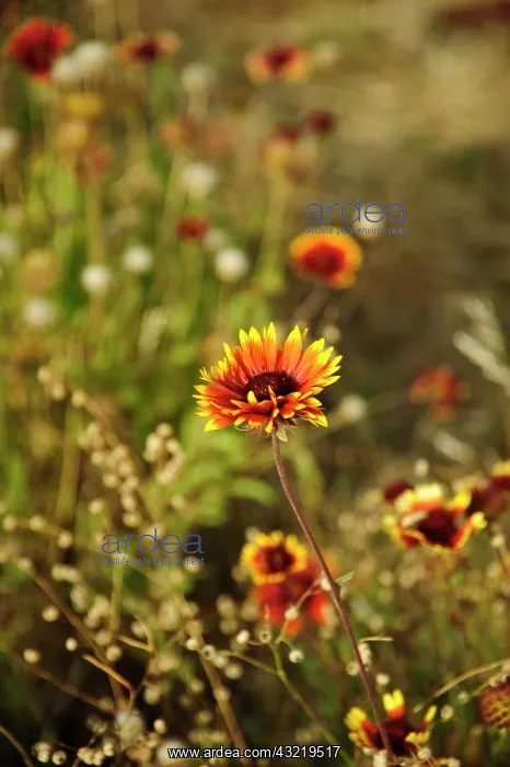 : USA, Northwest, Eastern Washington : USA, Northwest, Eastern Washington